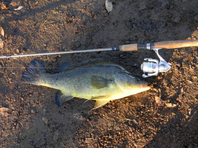 Yellow belly Yellow belly